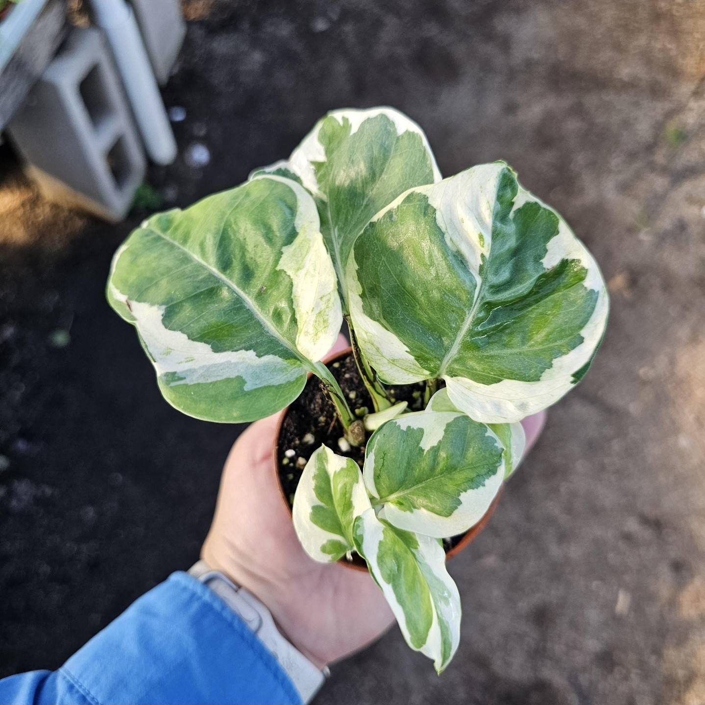 Pothos N’Joy – Rare Variegated Indoor Plant – Easy Care Houseplant 2” Pot