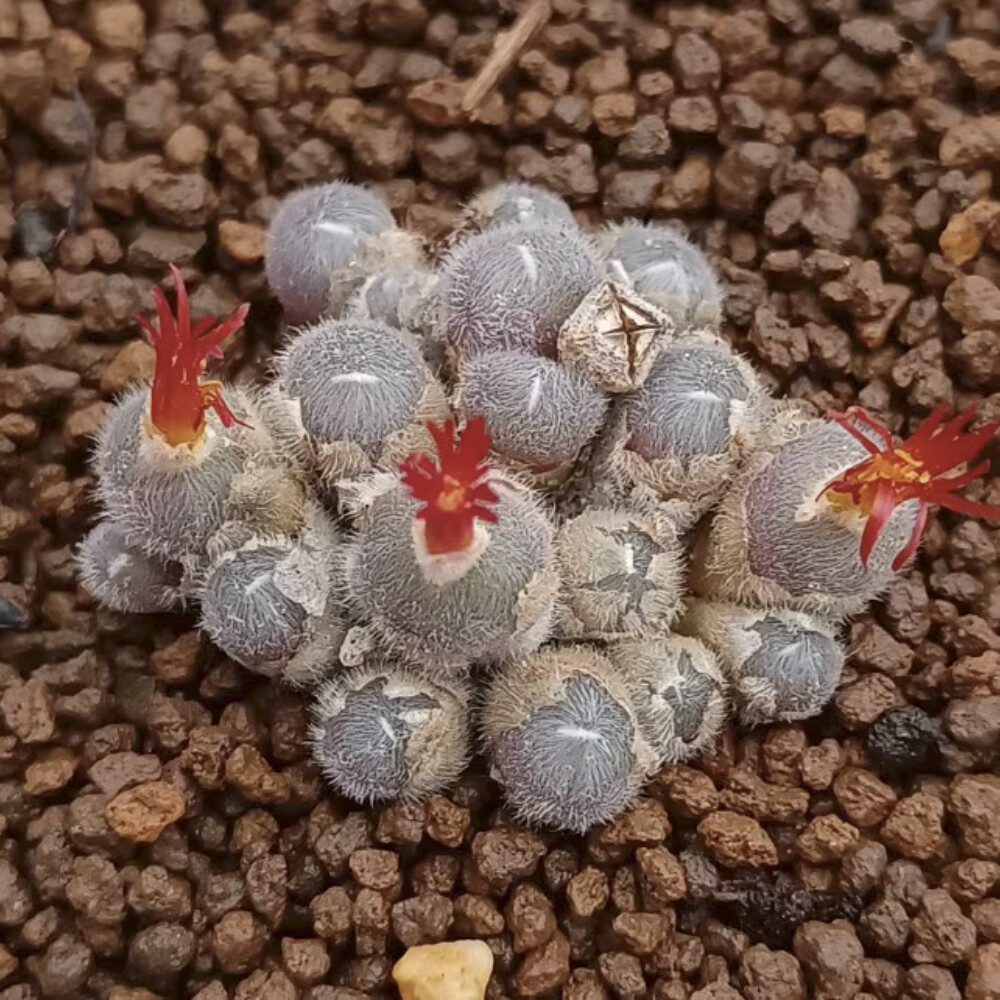 3CM Succulent Plant Conophytum AlbipilosumBlesberg (Multi-Heads) Aizoaceae Plant