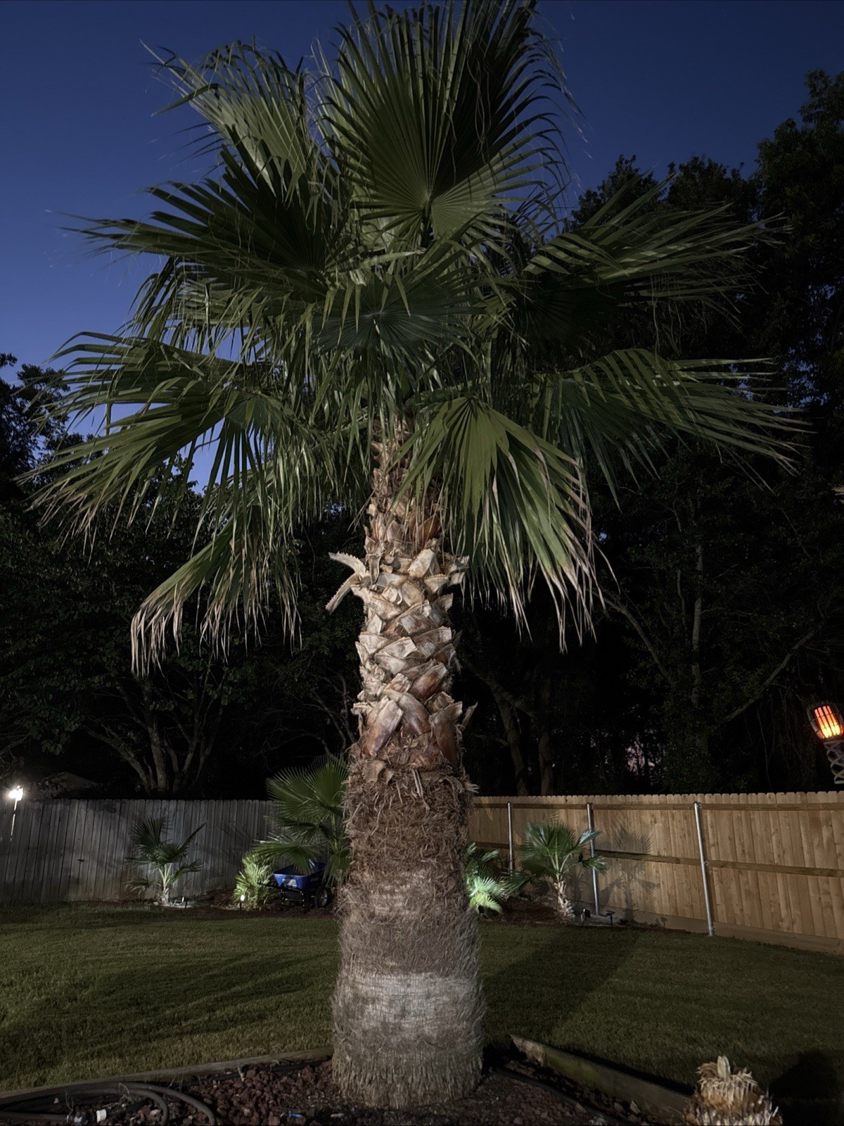20+ MEXICAN FAN PALM TREE SEEDS, WASHINGTON ROBUSTA Harvested And Cleaned 2025