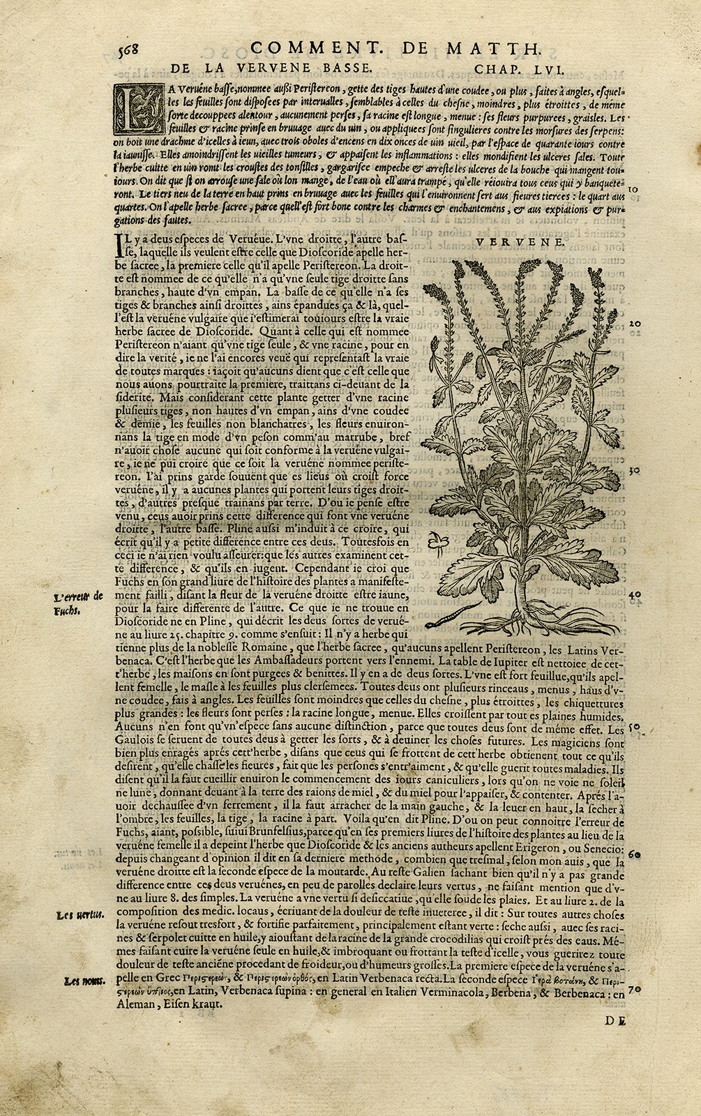 Antique Print-Botany-Verbena-Mattioli-p. 568-Anonymous-1572