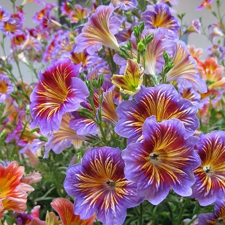 Chilean Morning Glory Seeds - 100pcs Mixed Color Blooms for Stunning Garden Chilean Morning Glory Seeds - 100pcs Mixed Color Blooms for Stunning Garden