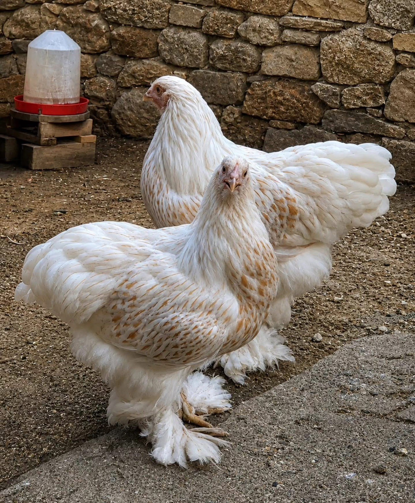 12+ Rare Breed Chicken Fertile Hatching Eggs, Brahma, LF Cochin, Sweddish Flower