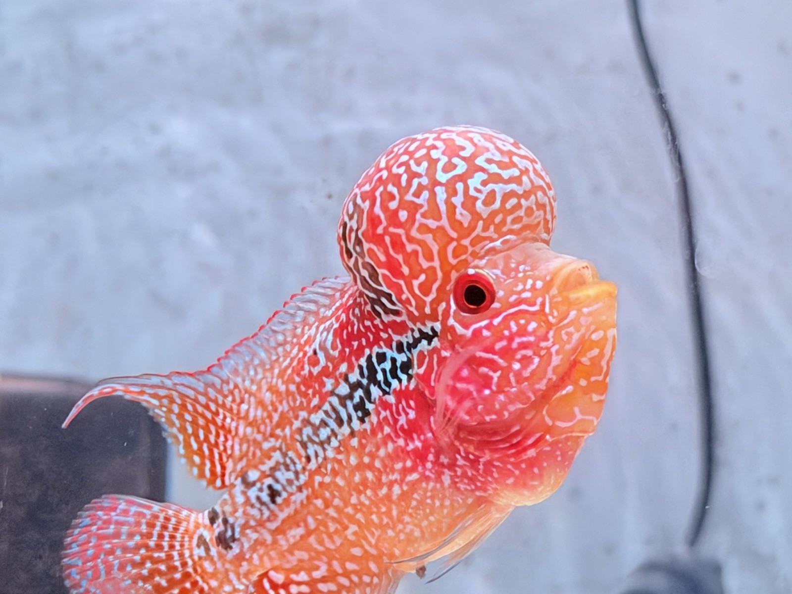 Dual Tone Big Kok Bonsai Kamfa Flowerhorn PNPV 15- Size 3 Inches