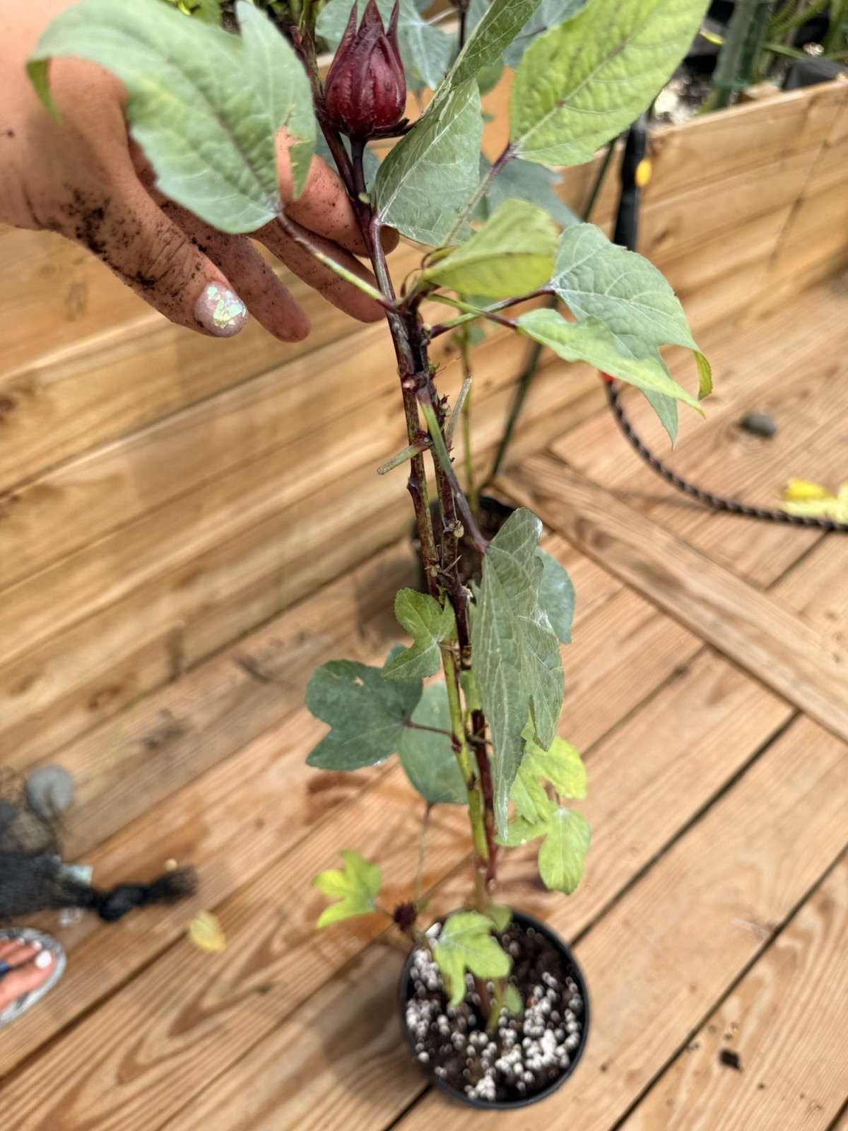 Roselle Hibiscus Live Potted Flowering Plant Red Calyx - fully rooted 12in Roselle Hibiscus Live Potted Flowering Plant Red Calyx - fully rooted 12in