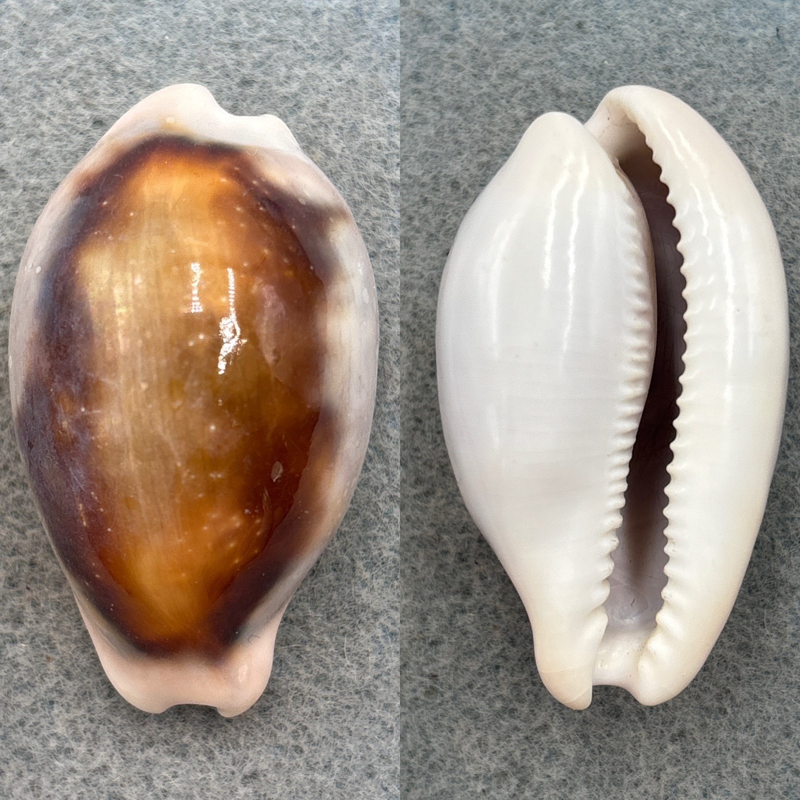 #2 Cypraea spadicea 50.6mm F+ California #2 Cypraea spadicea 50.6mm F+ California