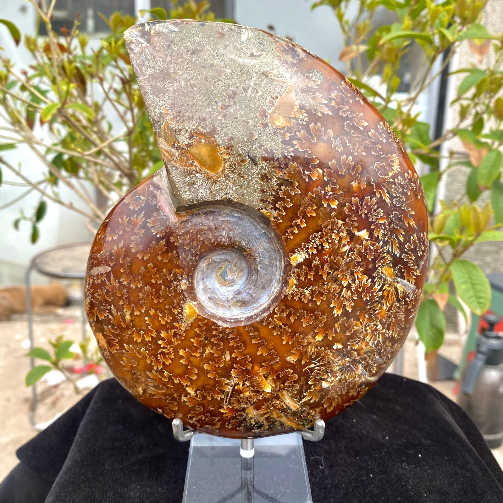 2.07LB Rare Natural Tentacle Ammonite FossilSpecimen Shell Healing Madagascar.