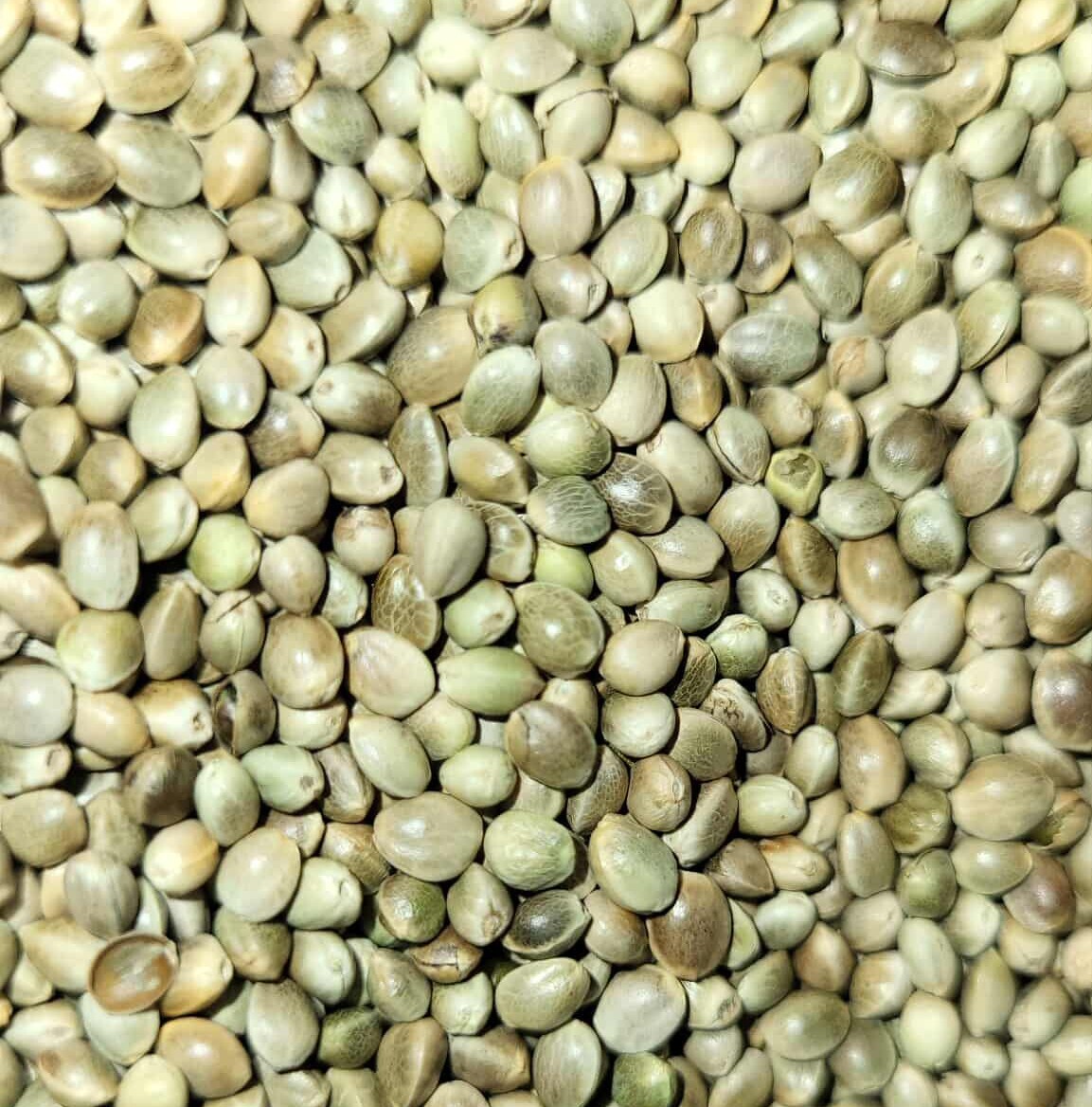 Premium Kosher Hemp Seed Nuts – 100% Food Grade & Nutrient-Rich