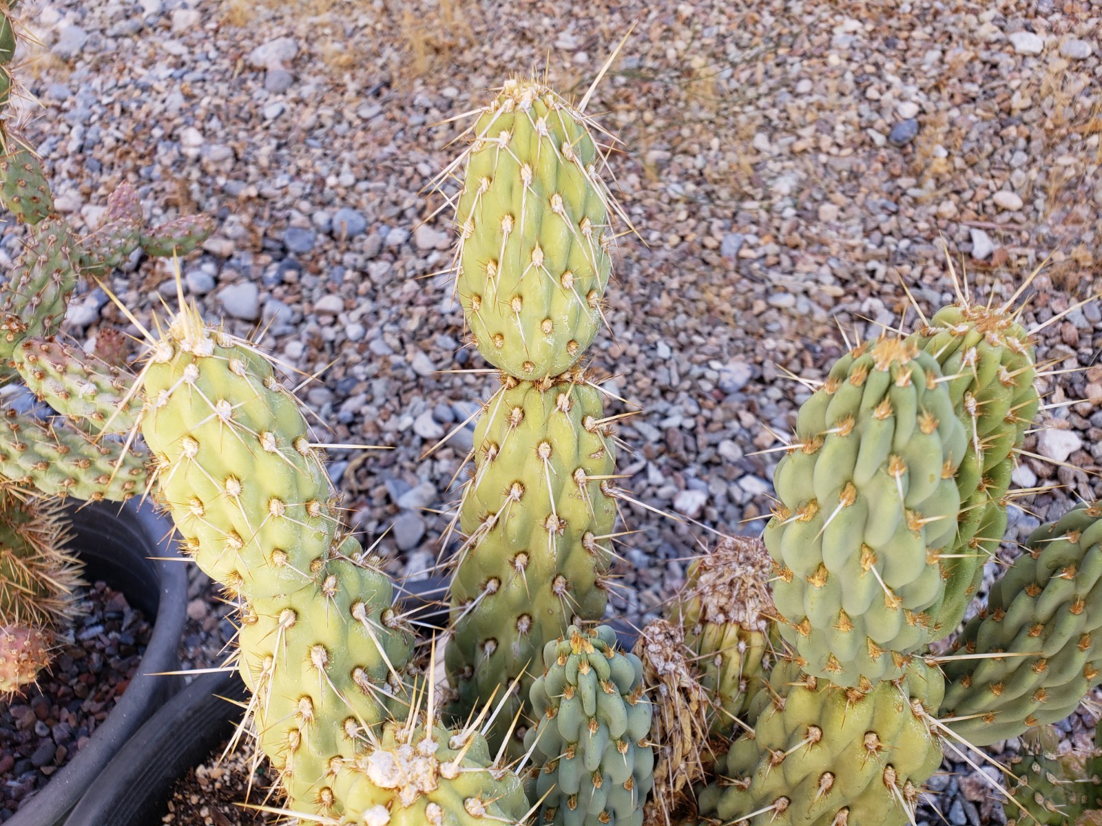 *BLUE OPUNTIA* Miqueliopuntia miquelii Pricky Pear Cactus *3-inch Cutting* *BLUE OPUNTIA* Miqueliopuntia miquelii Pricky Pear Cactus *3-inch Cutting*