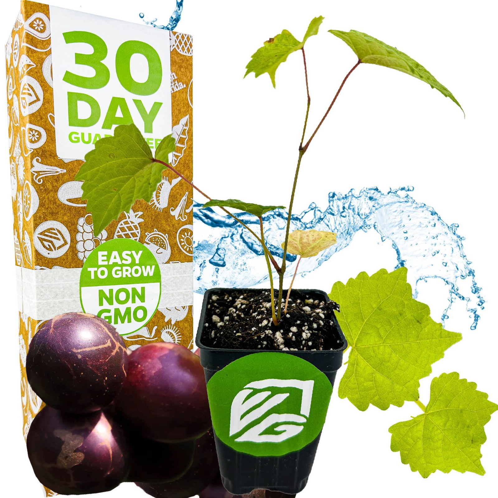 \'Delicious\' Muscadine Grape Vine - Vitis rotundifolia - Live Plant