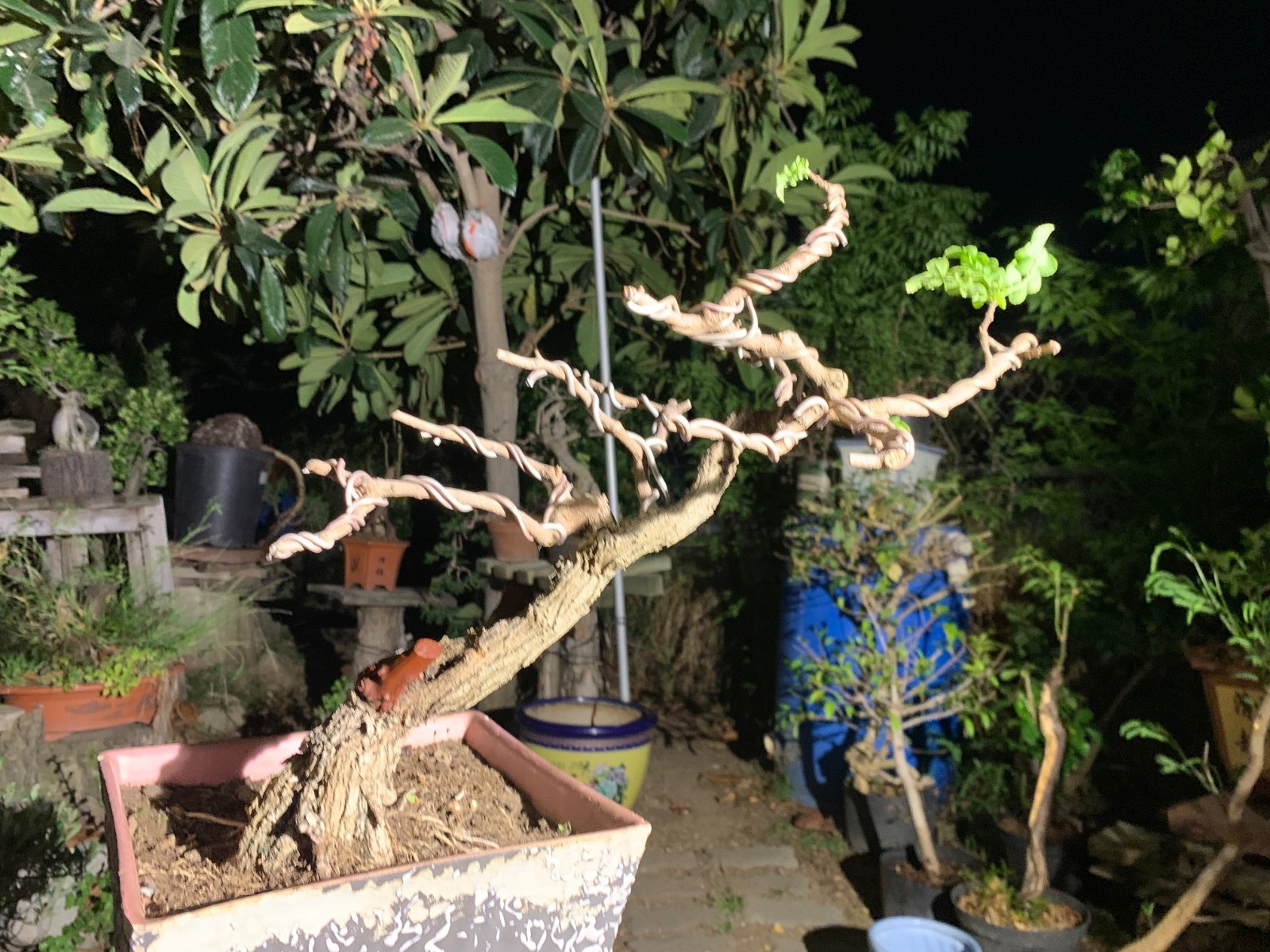 Orange Cape Honeysuckle Plant- ready for bonsai