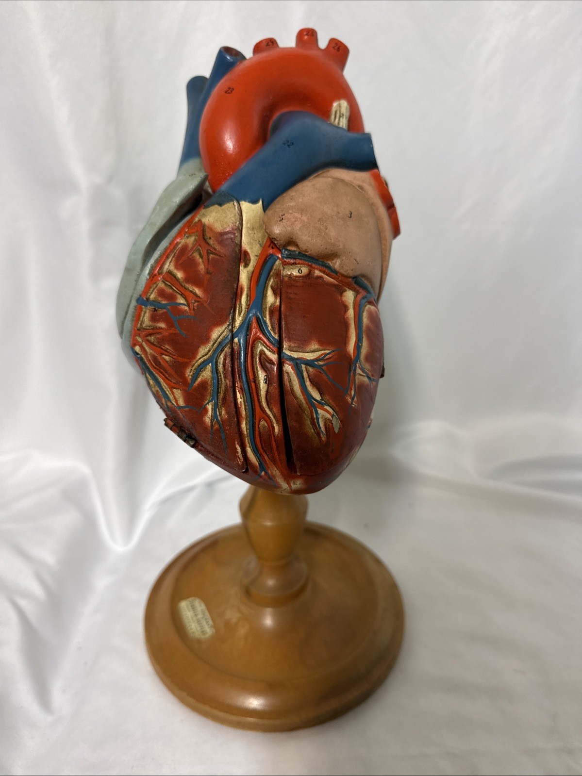 Vintage Denoyer-Geppert Anatomical Heart With Stand, Flaps Open/ See Pics Vintage Denoyer-Geppert Anatomical Heart With Stand, Flaps Open/ See Pics