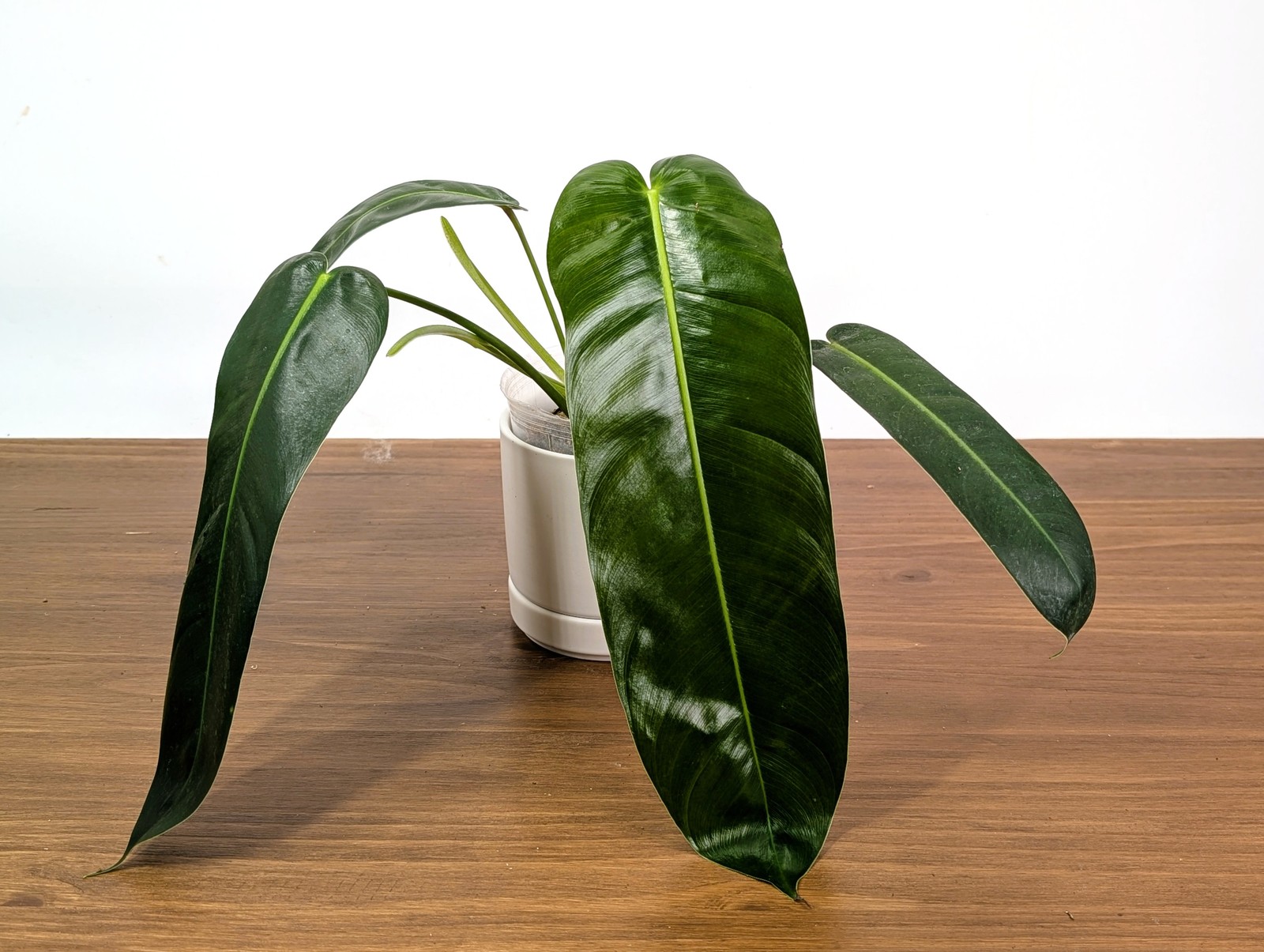 Philodendron Amazon Spirit - (P. Patriciae x Spiritus Sancti) Philodendron Amazon Spirit - (P. Patriciae x Spiritus Sancti)