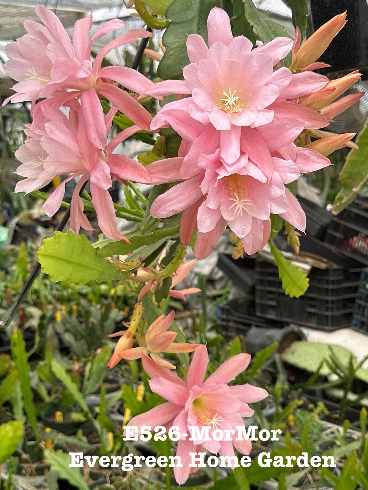 Rooted Epiphyllum Orchid Cactus “MorMor” Growing In 4” Starter Pot. Rooted Epiphyllum Orchid Cactus “MorMor” Growing In 4” Starter Pot.