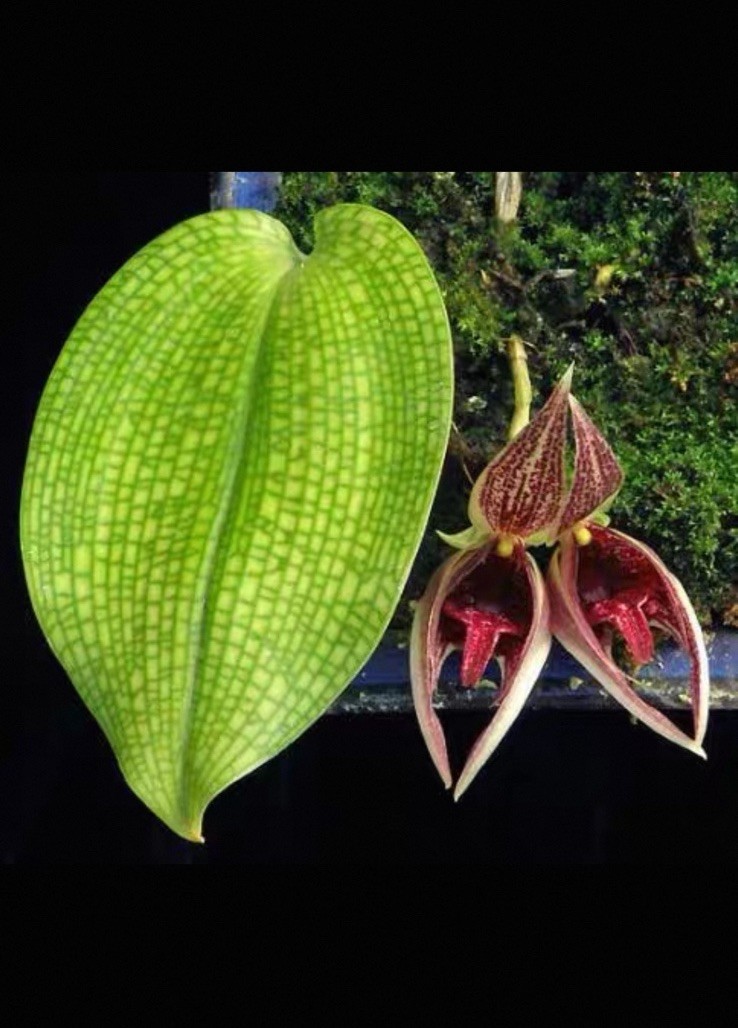 Rare Bulbophyllum reticulatum Species Orchid Terrarium Vivarium Collector Plant