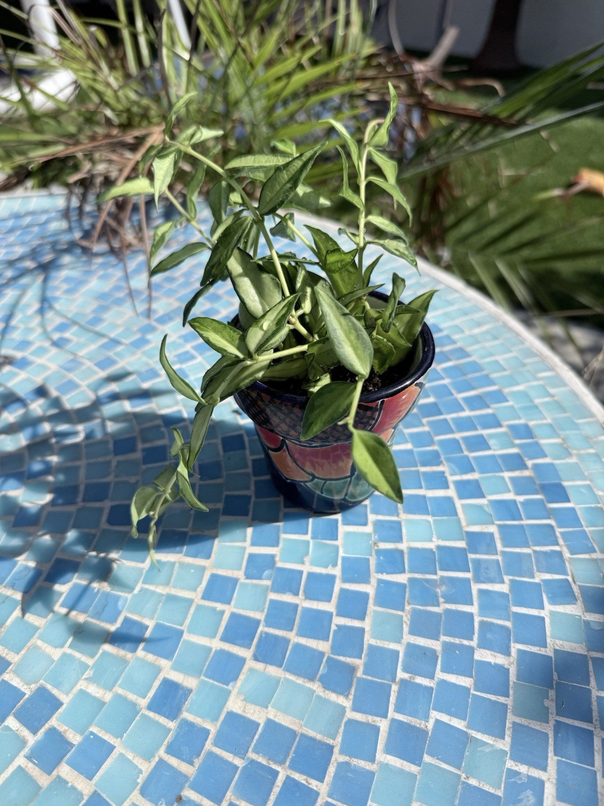 Hoya bella louis variegated - Rooted  Live 7 Stems  Growing In Talavera 3” Pot
