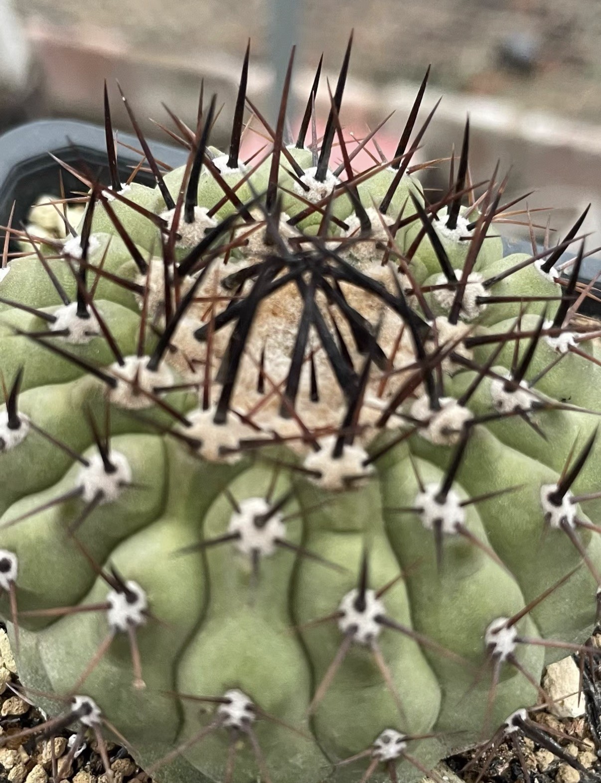 1pc 6cm RareSucculent Copiapoa cinerea Self Rooted Own RootedWYSIWYG 1pc 6cm RareSucculent Copiapoa cinerea Self Rooted Own RootedWYSIWYG