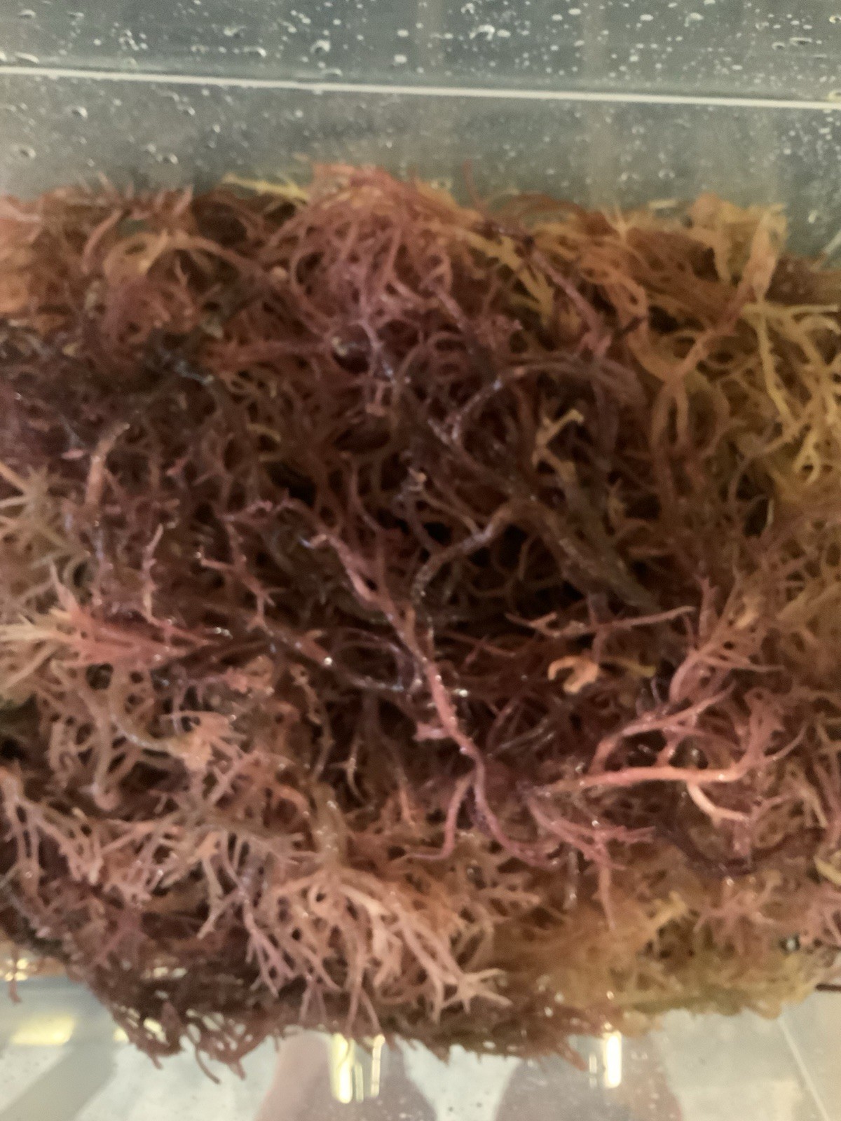 Wildcrafted Purple Sea Moss Zanzibar - Tanzania, SunDried 92 minerals superfood 