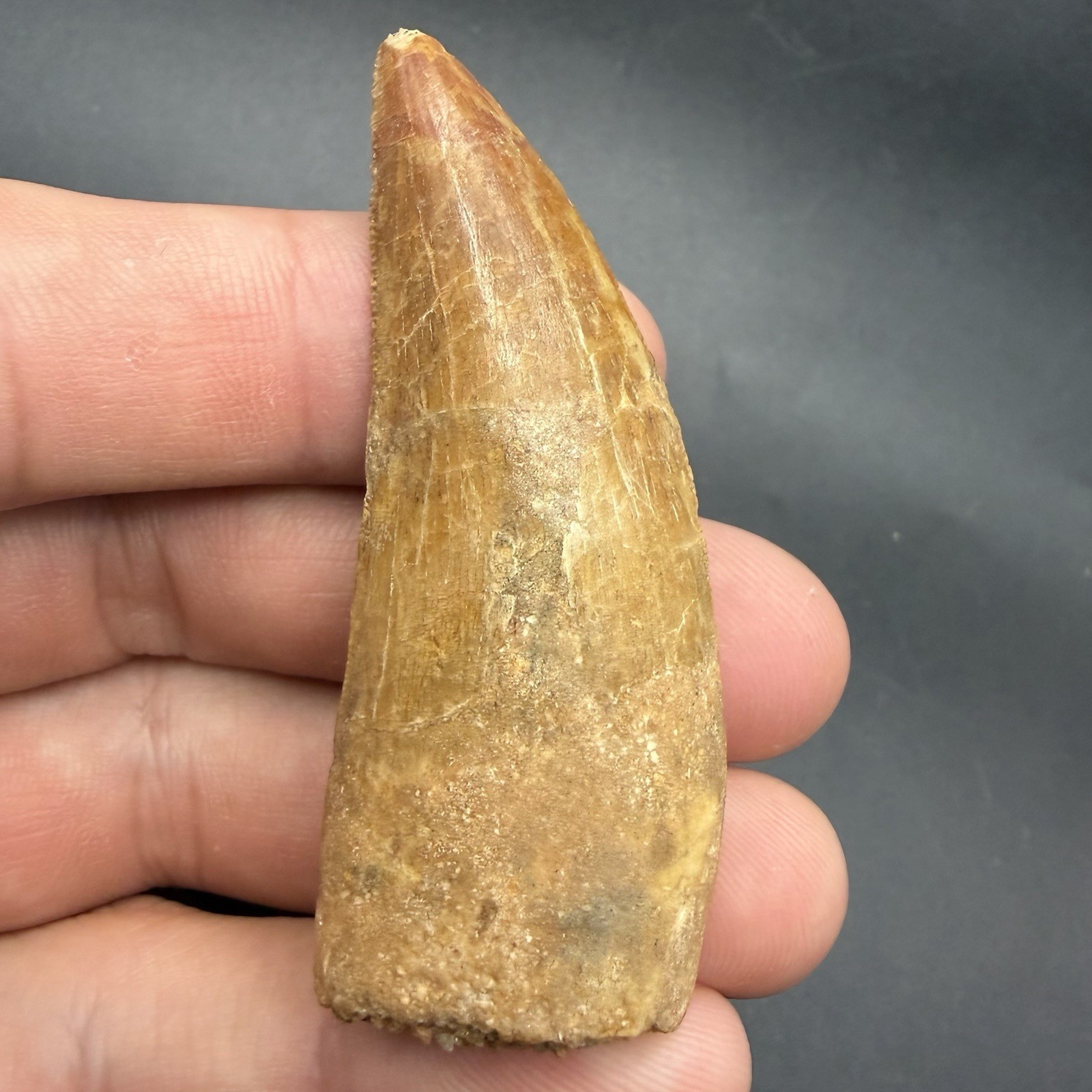 Fossil Dinosaur Tooth Charcharodontosaurus 2.54” Authentic Fossil Dinosaur Tooth Fossil Dinosaur Tooth Charcharodontosaurus 2.54” Authentic Fossil Dinosaur Tooth