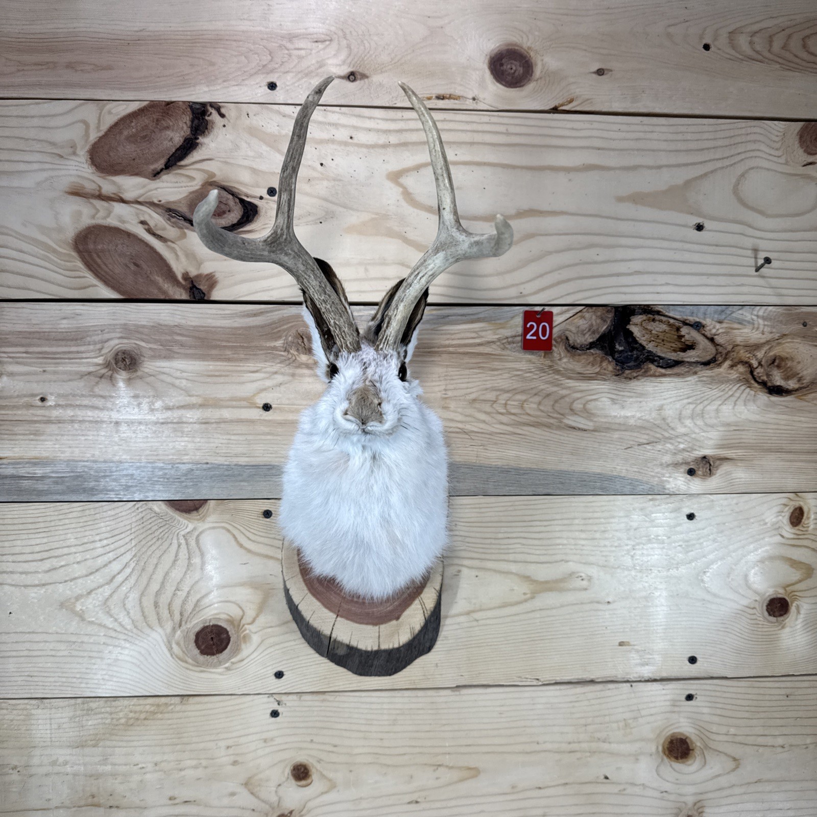 ❤️Authentic Jackalope Taxidermy Mount – Original Wyoming Folk Art – Lodge Decor