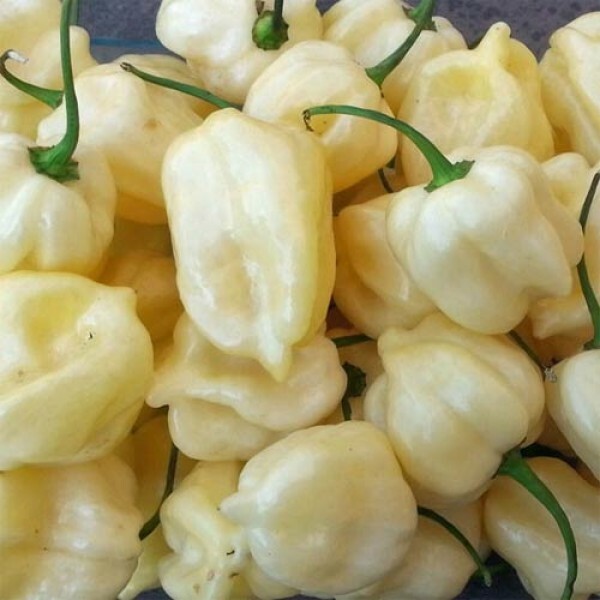 20 WHITE HABANERO PEPPER SEEDS ~ heirloomseedguy ~ 2027 ~ NON-GMO