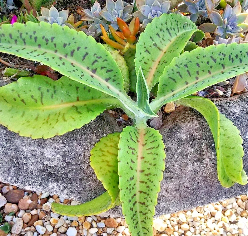 Kalanchoe Gastonis-Bonnieri “Donkey Ears”  plant seed 100 seeds