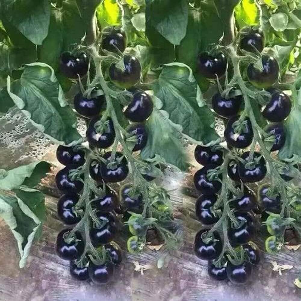 120+ EUROPEAN BLACK CHERRY TOMATO SEEDS - SWEET - HEIRLOOM -NON GMO - RARE