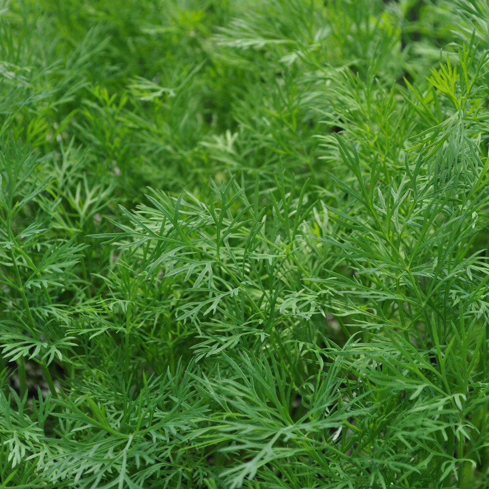 Dukat Dill, Heirloom, NON-GMO, Leafy Foliage, Finnish Dill, 