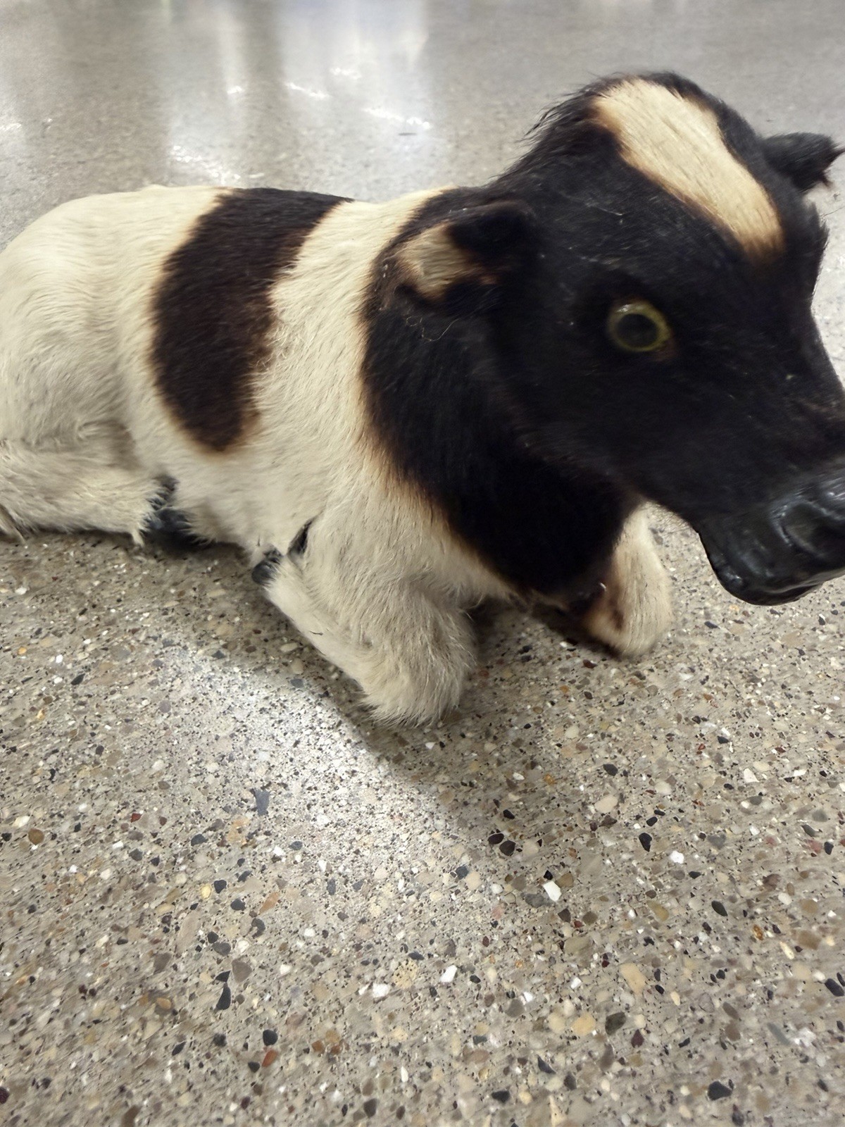 RARE Handmade Vintage Antique Taxidermy Real Fur Cow Figurine RARE Handmade Vintage Antique Taxidermy Real Fur Cow Figurine
