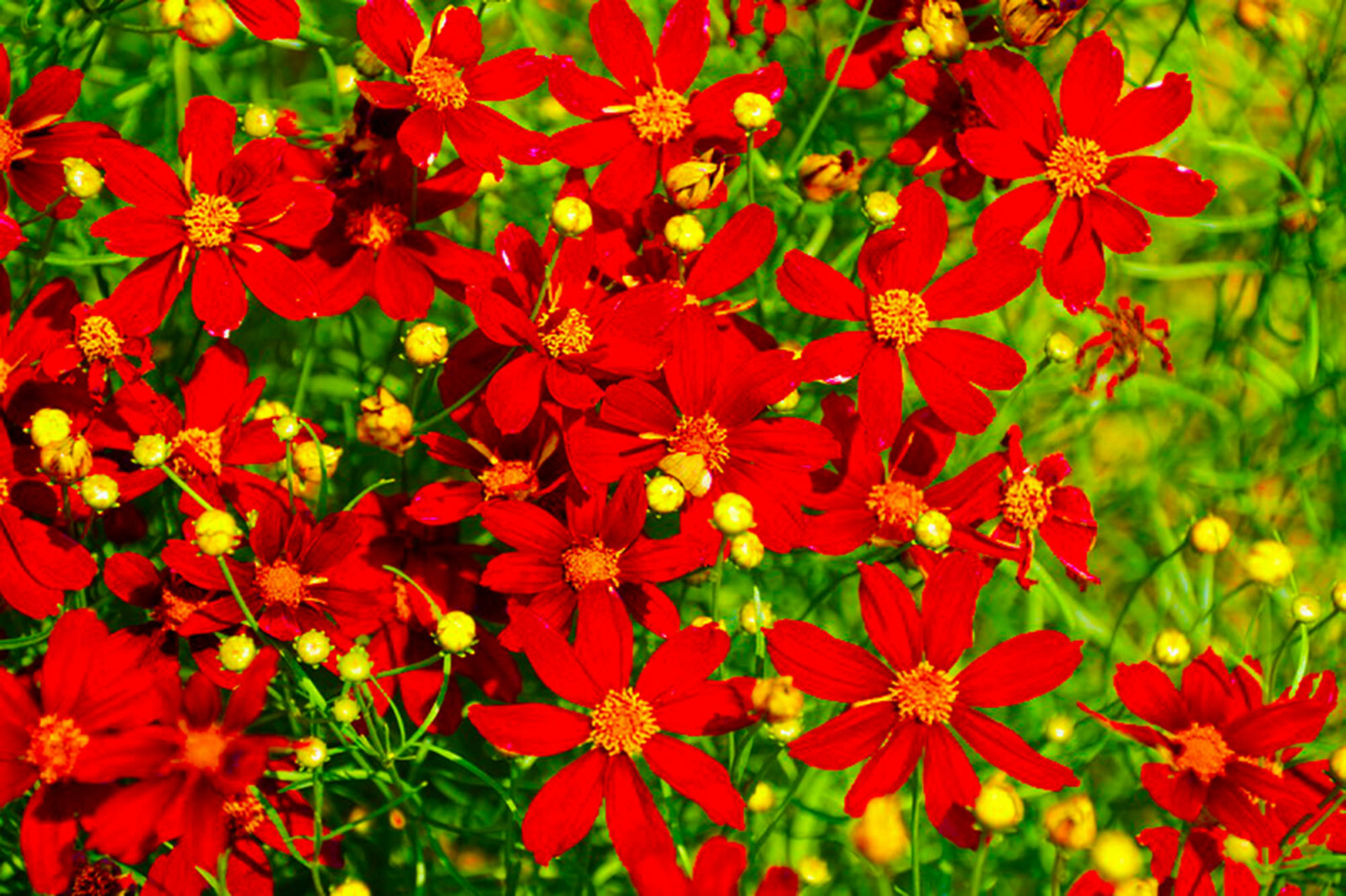 Coreopsis Red Dwarf (Coreopsis tinctoria) Flower Seeds 1000 + US  