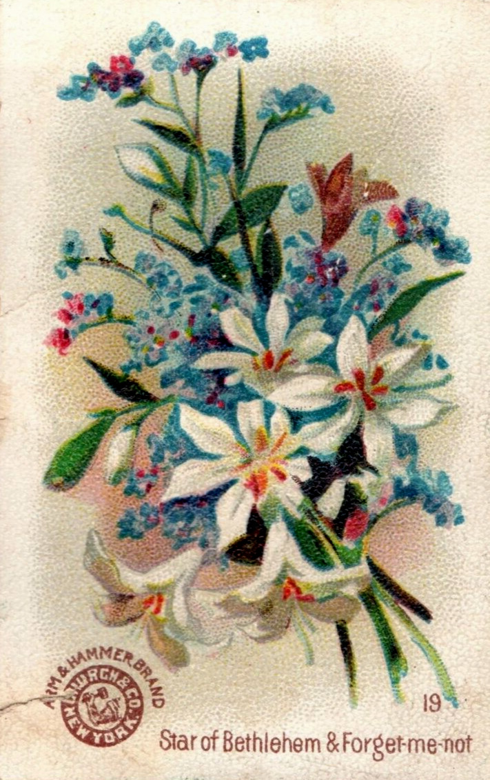1880s-90s Arm & Hammer Beautiful Flowers Star Of Bethlehem No.19 F111