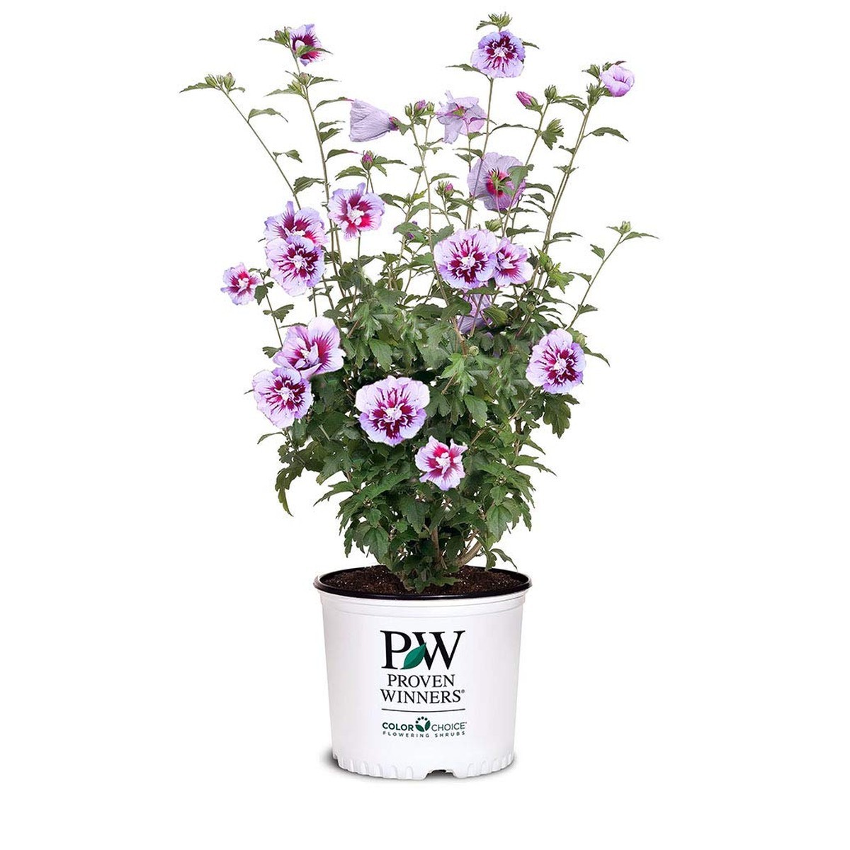 Proven Winners 2 Gal. Purple Pillar Rose of Sharon (Hibiscus) Shrub Proven Winners 2 Gal. Purple Pillar Rose of Sharon (Hibiscus) Shrub
