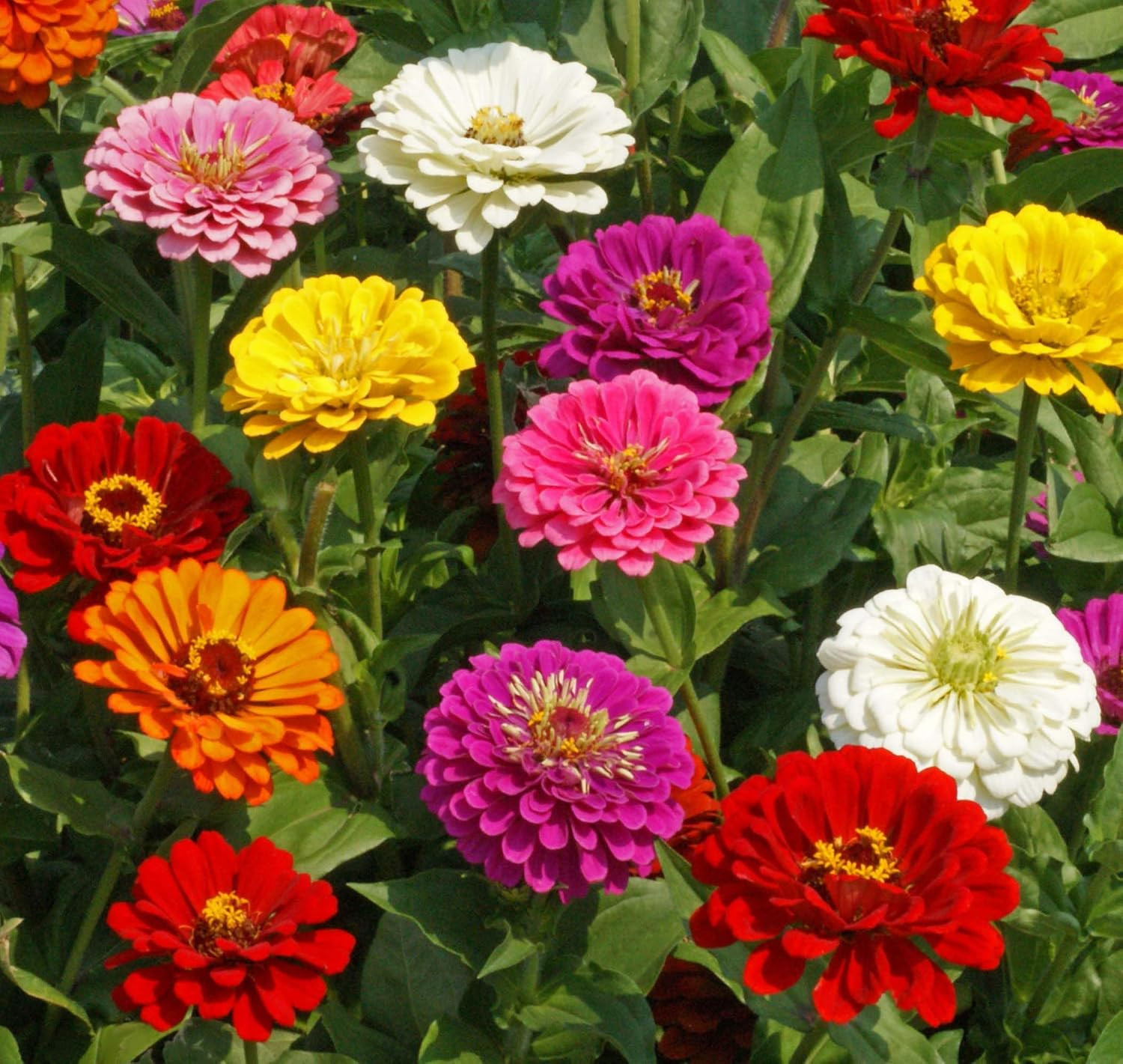 Zinnia California Giant Mix Nice Garden Flower Seeds by Seed Kingdom Bulk 5 Lb S