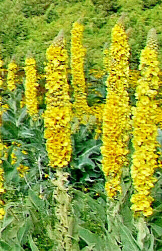 Great mullein 1000 seeds, wooly mullein, hardy 6-10\' tall, verbascum BULK seeds