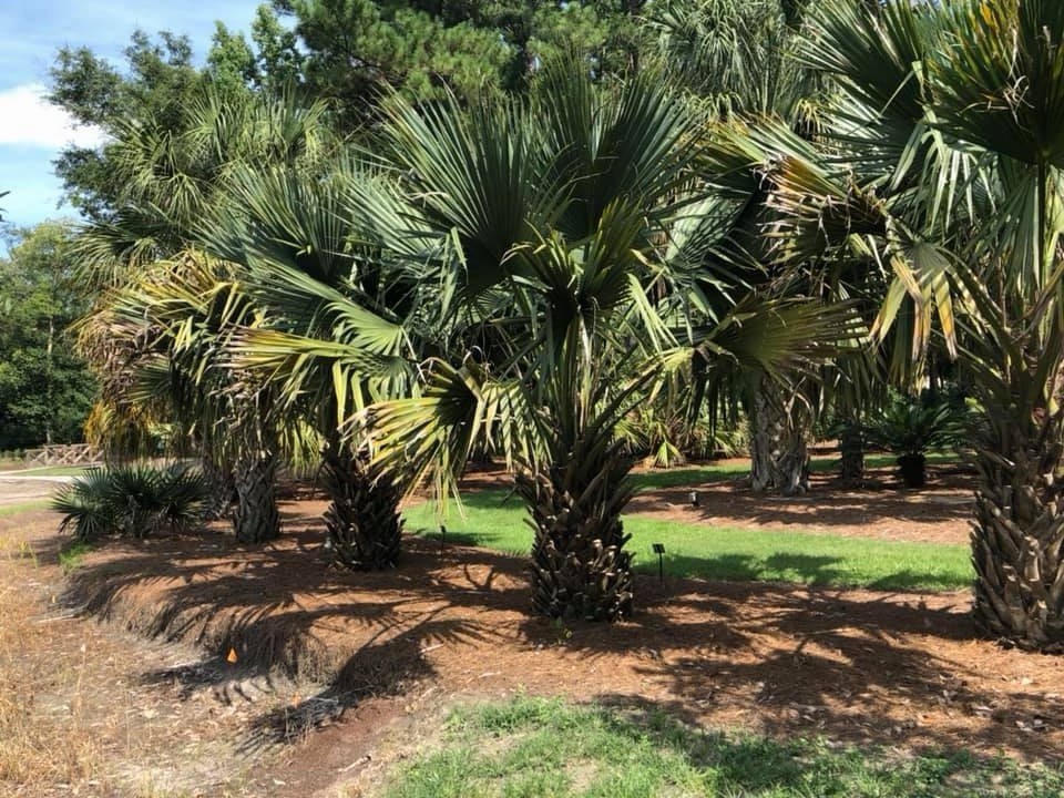 Sabal Louisiana – 1 Gallon Grow Bag – Cold Hardy Gulf Coast Palm