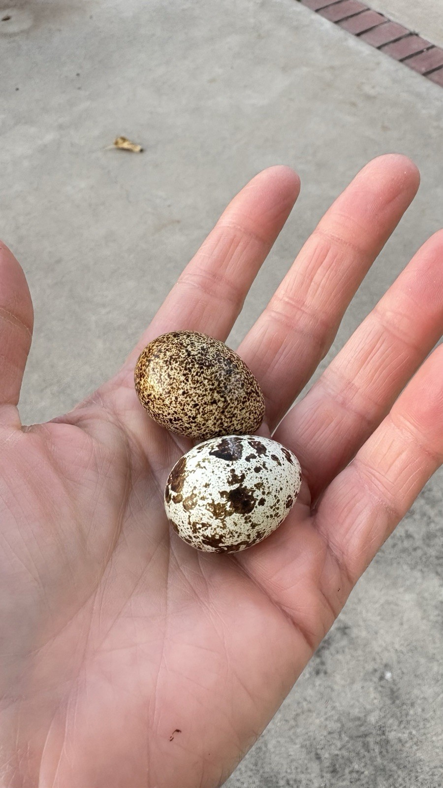 ALL COLORS - 36 Coturnix Quail Fertile Hatching Eggs - 3 Dozen