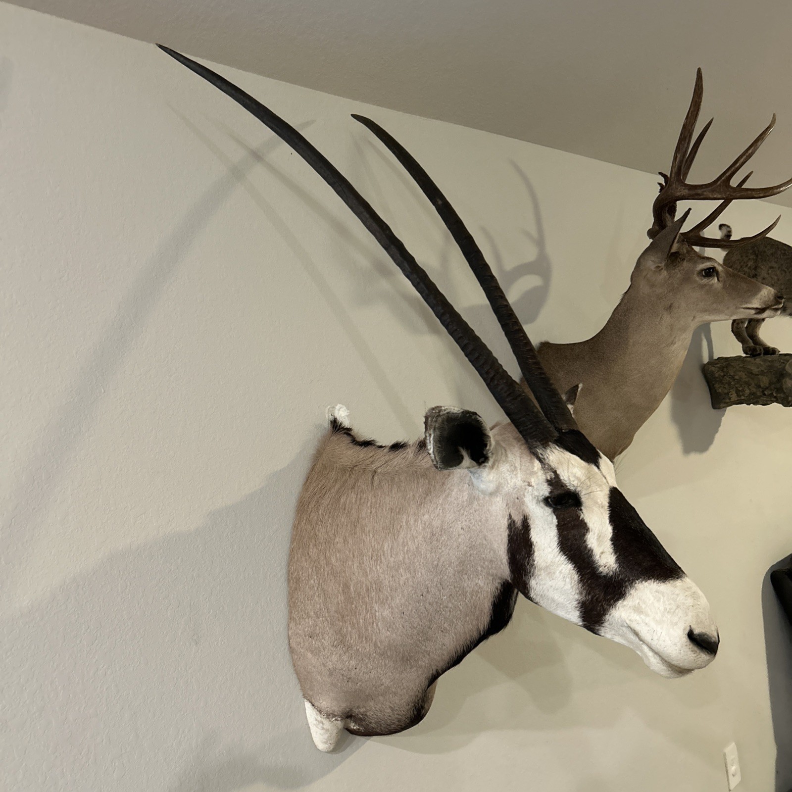 Premium Gemsbok Shoulder Mount – Trophy Grade