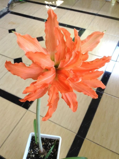 Hippeastrum puniceum var alberti (amaryllis, rare flower) 1 bulb