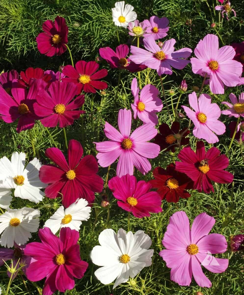 Dwarf Cosmos Seed Mix, Short & Compact, Colorful, Pollinators, 