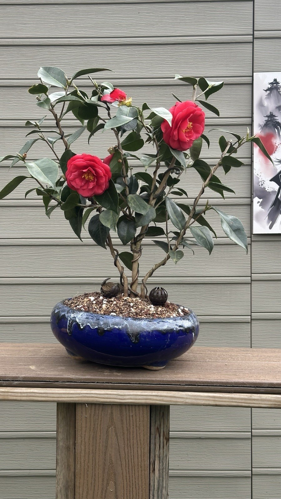 Camellia Red Flower Camellia Red Flower