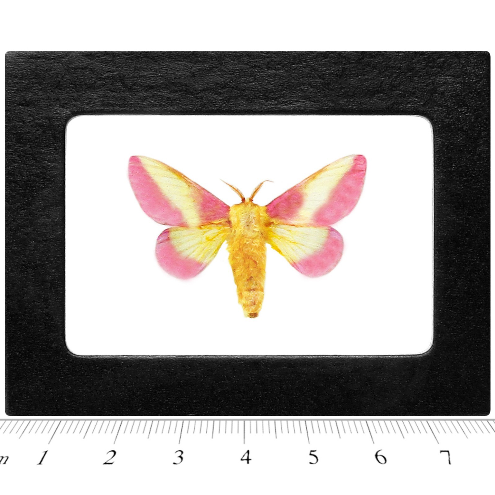 Dryocampa rubicunda pink yellow rosy maple moth USA Framed