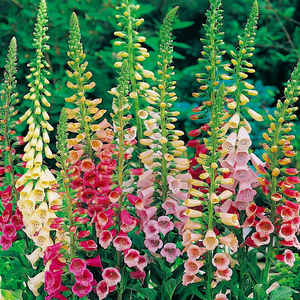 Excelsior Mix Foxglove Seeds | Heirloom / Non-GMO | | 1246 Excelsior Mix Foxglove Seeds | Heirloom / Non-GMO | | 1246