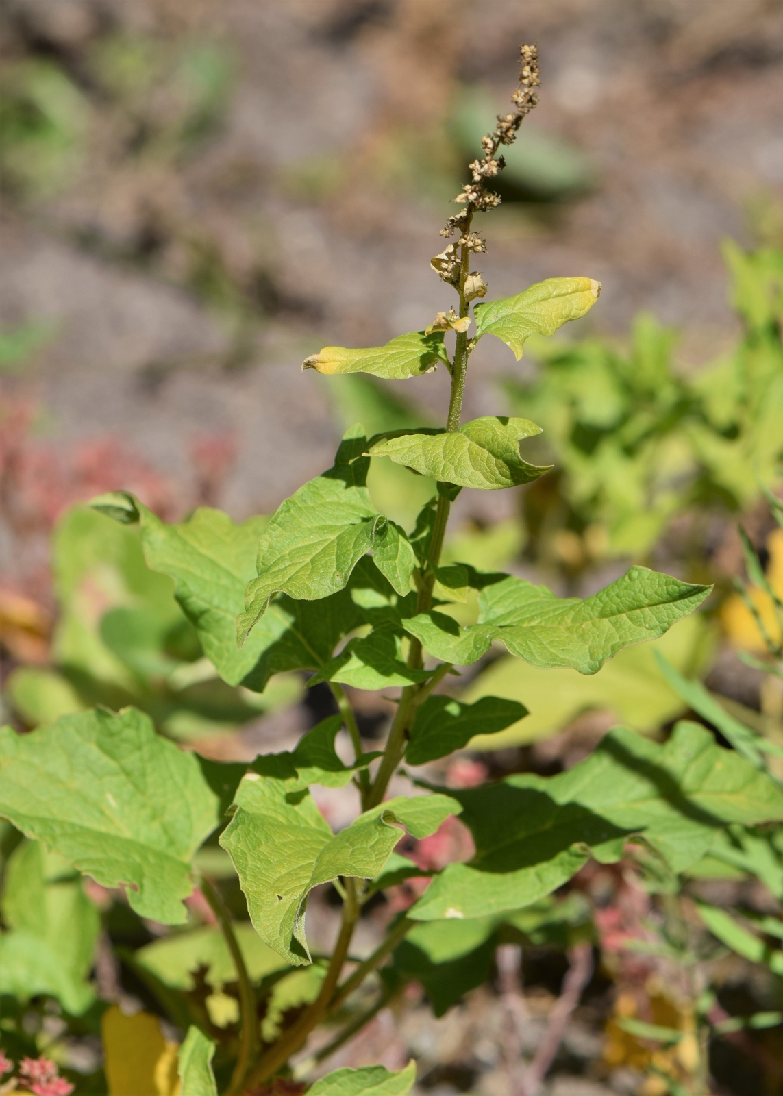 1,000 CHENOPODIUM BONUS-HENRICUS Seeds (Good-King-Henry) | 