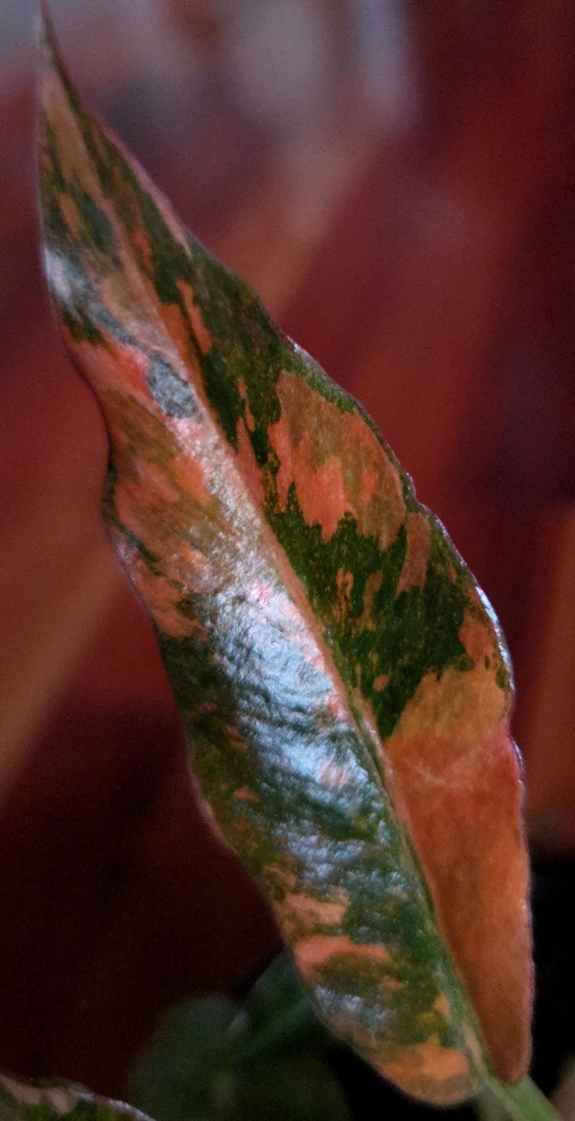 Rare Philodendron Variegated Pink Fire Tiger 8