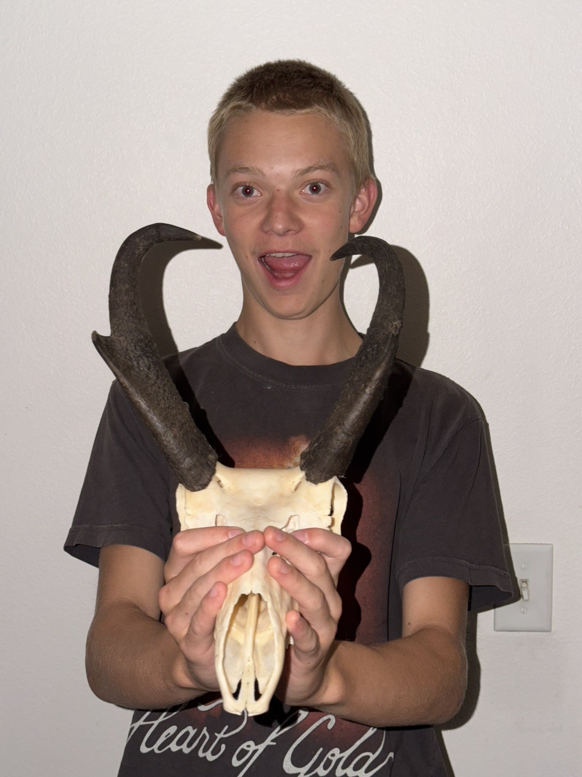 PRONGHORN ANTELOPE European Mount SKULL with horns PRONGHORN ANTELOPE European Mount SKULL with horns