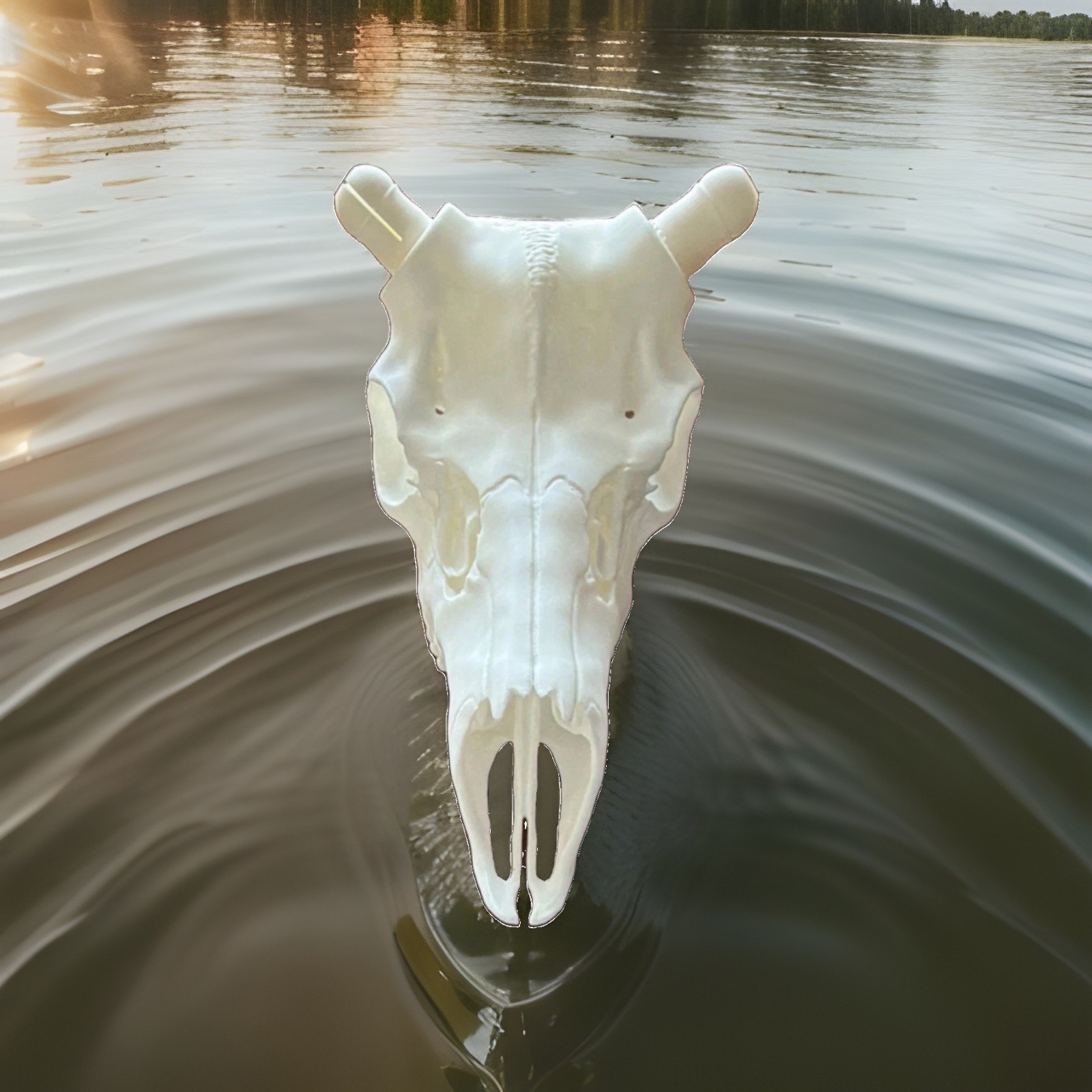 Mule deer euro mount Skull Large Animal Taxidermy  