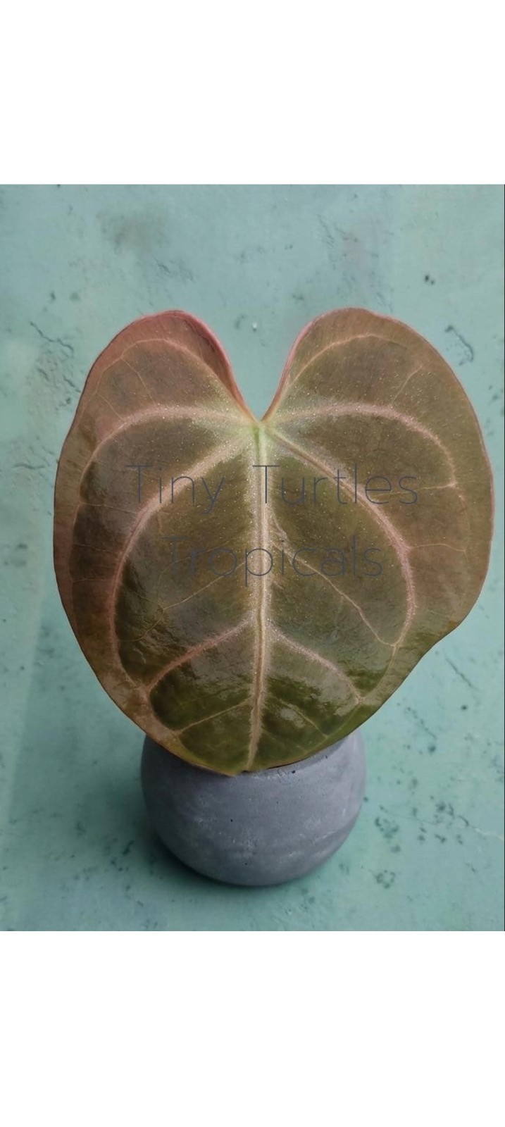 Anthurium Anthurium Hoffmanii x Pink Lemonade two-leaf EXACT plant