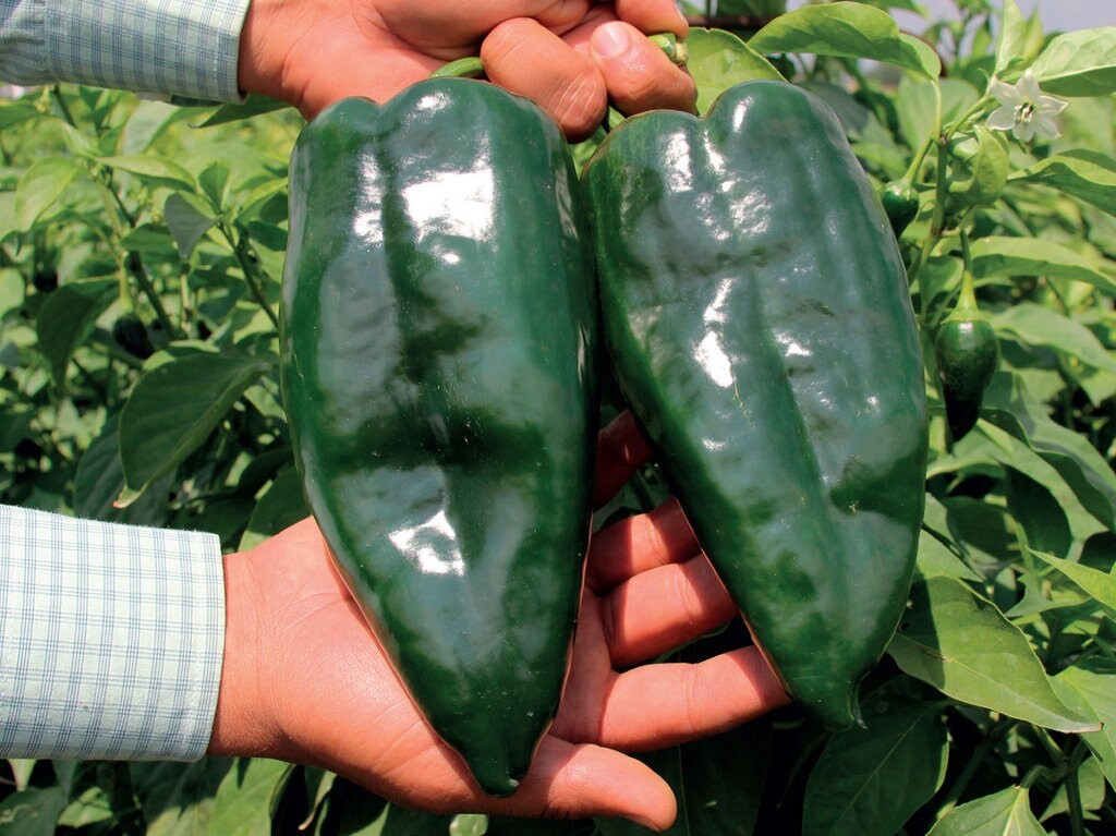 20 ANCHO GRANDE POBLANO PEPPER SEEDS ~ heirloomseedguy ~ NON-GMO ~ 2026 ~ USA