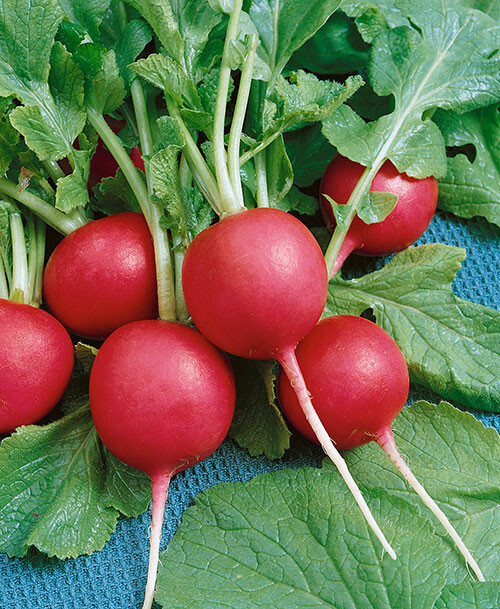 700+ CRIMSON GIANT RADISH SEEDS. FRESH FOR GARDENS 700+ CRIMSON GIANT RADISH SEEDS. FRESH FOR GARDENS