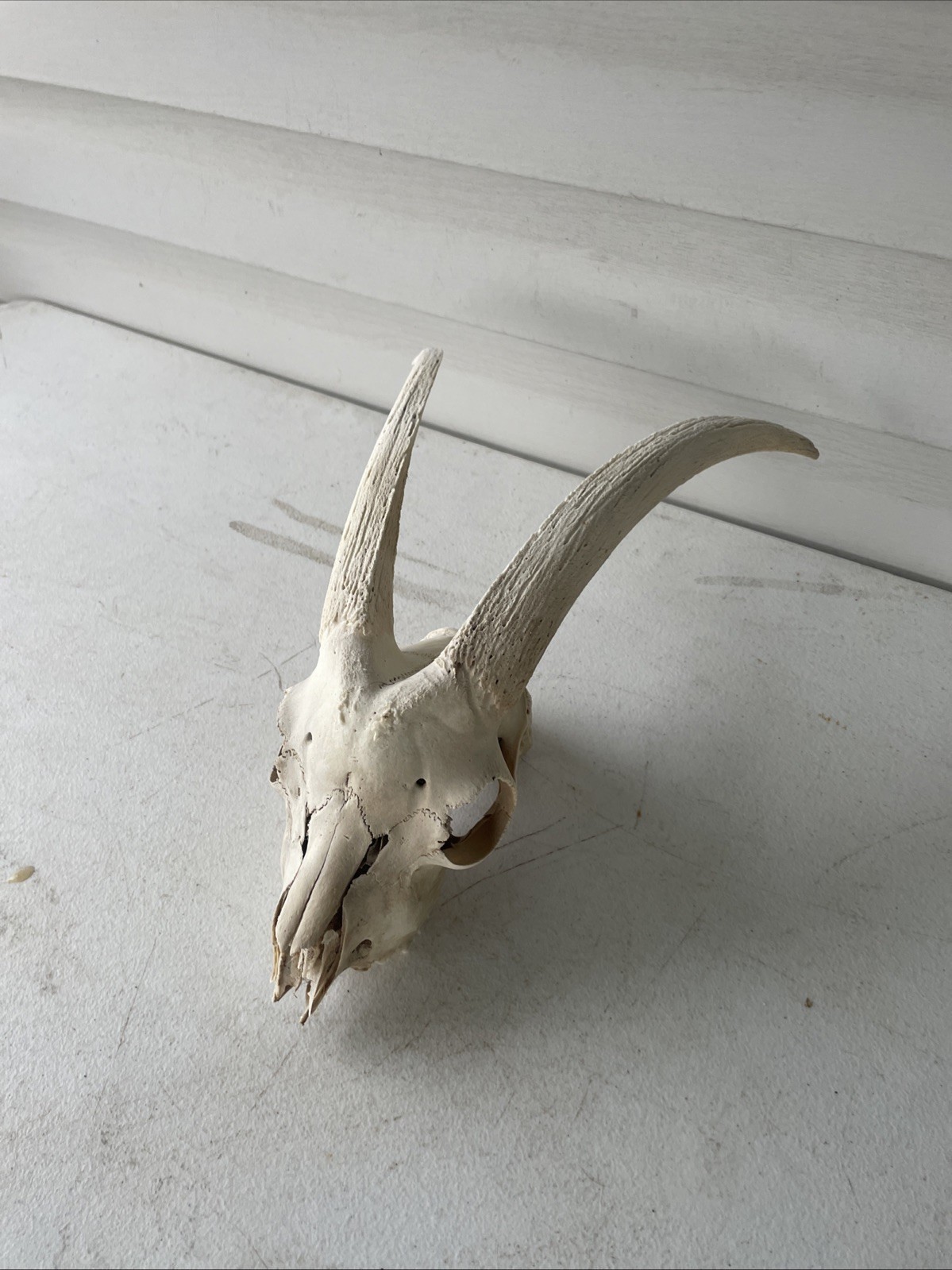 Taxidermy Large Goat Ram Sheep Skull With Horns Mount Unique Oddity Goth G8 Taxidermy Large Goat Ram Sheep Skull With Horns Mount Unique Oddity Goth G8