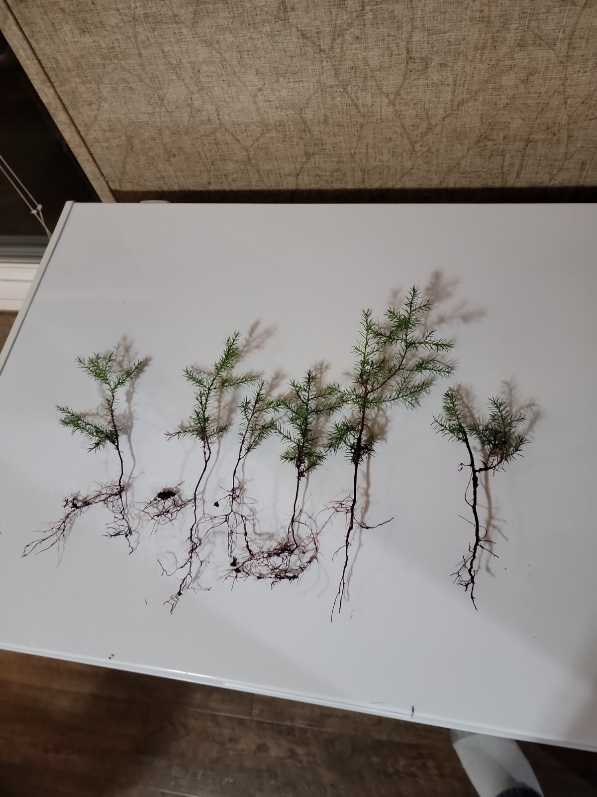 (25) Eastern Red Cedar Juniper seedling live trees 8-12 + inches (25) Eastern Red Cedar Juniper seedling live trees 8-12 + inches